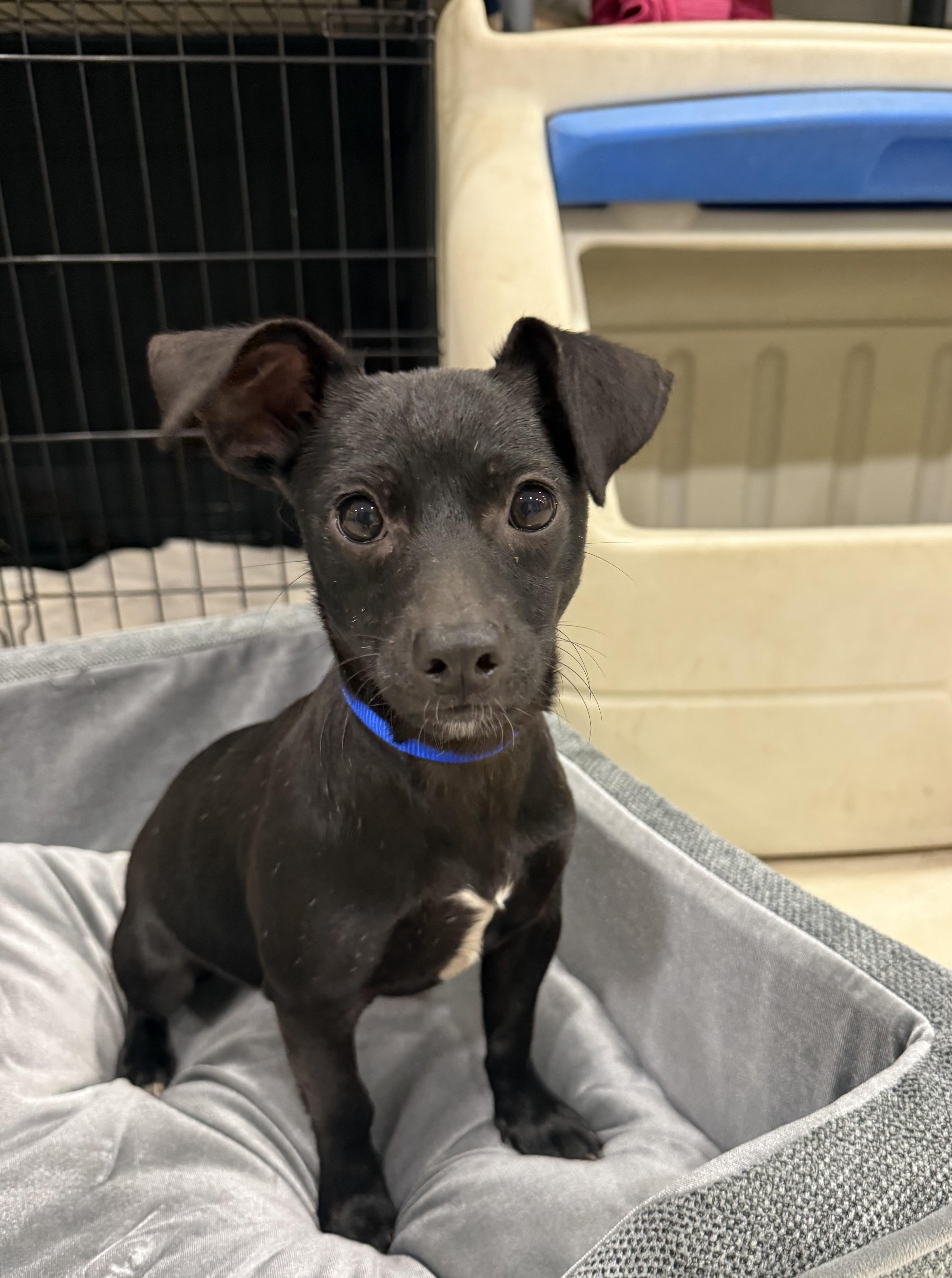 Neddie, Adoptable, Young Male Chiweenie.