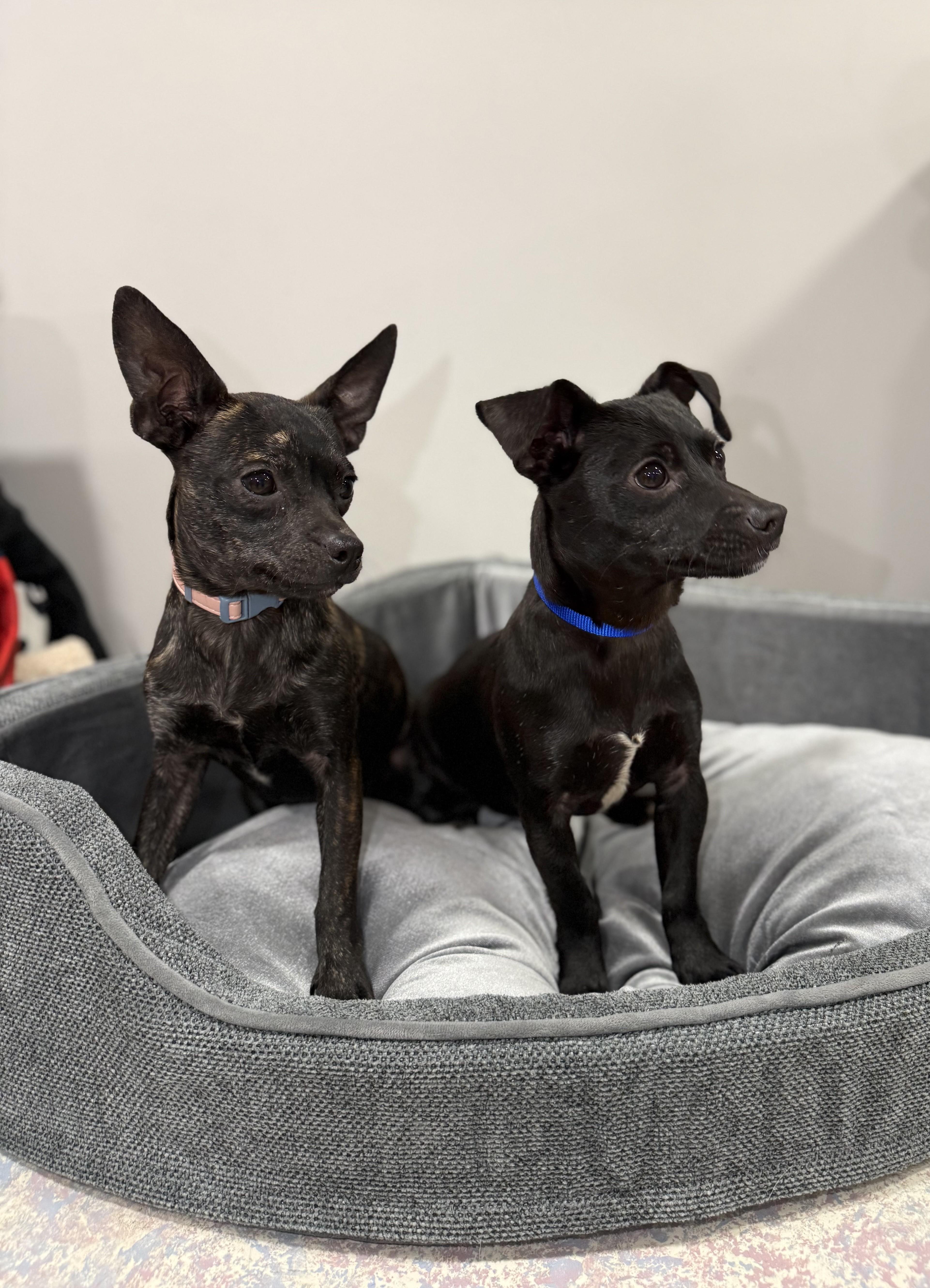 Enlarge Neddie, a Adoptable mixed breed in Abington, PA image 2/3