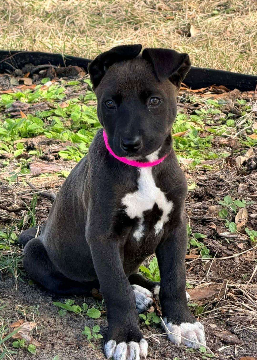 Cindy Lou Who, Adoptable, Puppy Female Husky & Shepherd.