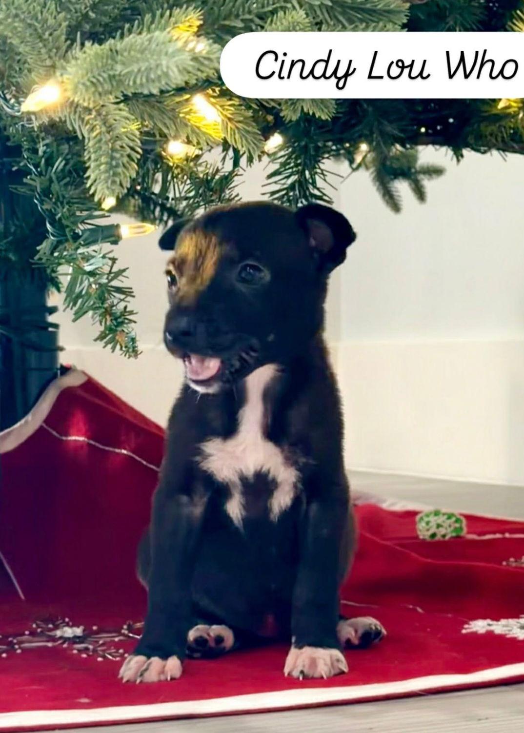 Enlarge Cindy Lou Who, a Adoptable mixed breed in Sanford, FL image 1/1