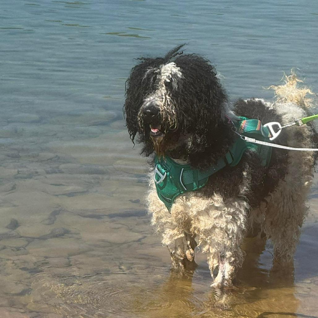 Enlarge Key, a Adoptable Mixed Breed in Corbin, KY image 2/6