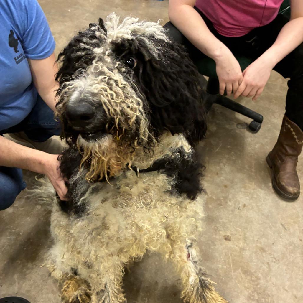 Enlarge Key, a Adoptable Mixed Breed in Corbin, KY image 3/6