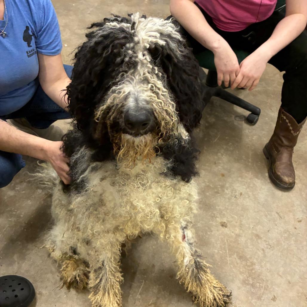 Enlarge Key, a Adoptable Mixed Breed in Corbin, KY image 4/6