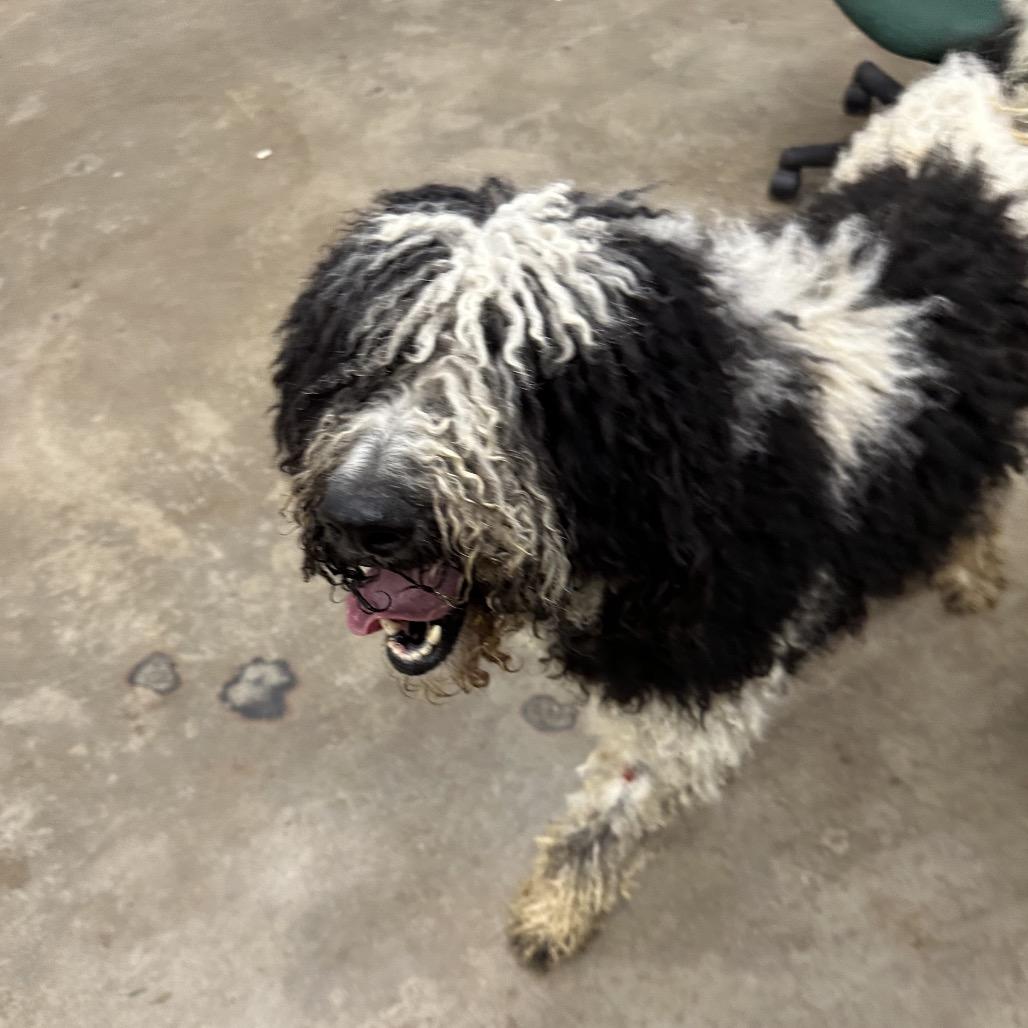 Enlarge Key, a Adoptable Mixed Breed in Corbin, KY image 5/6