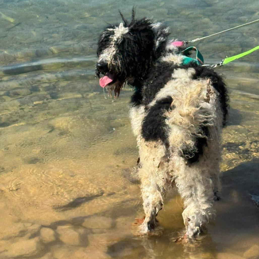 Enlarge Key, a Adoptable Mixed Breed in Corbin, KY image 6/6