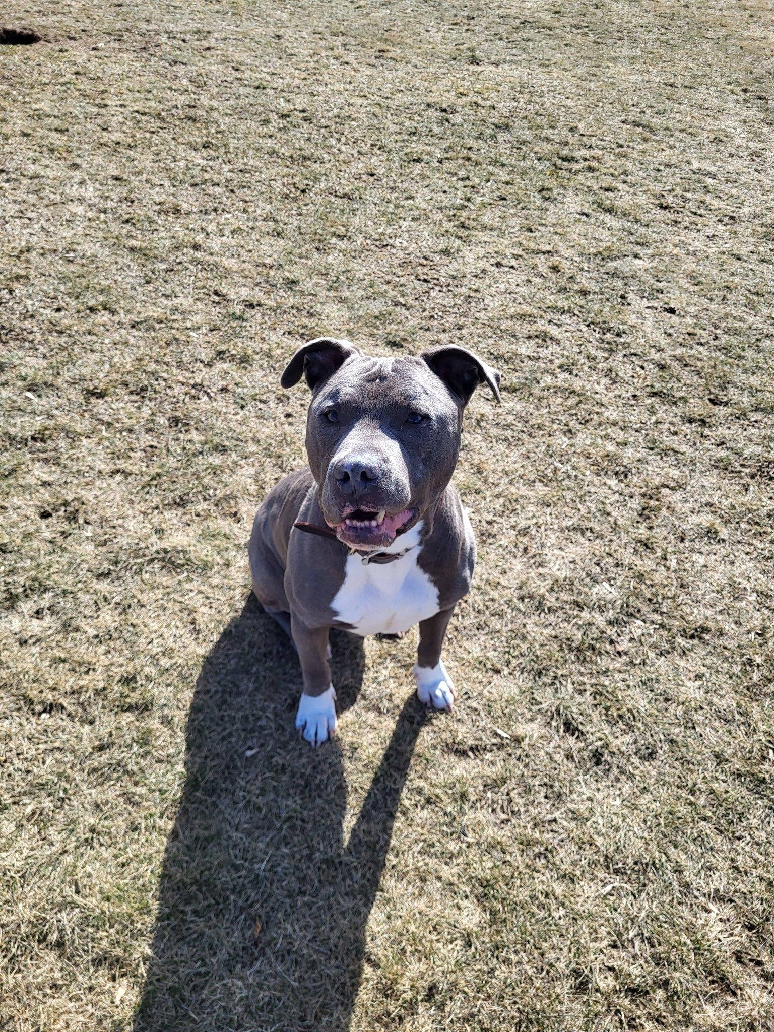 Enlarge Ruckus, a ADOPTABLE Pit Bull Terrier in Chilton, WI image 5/6