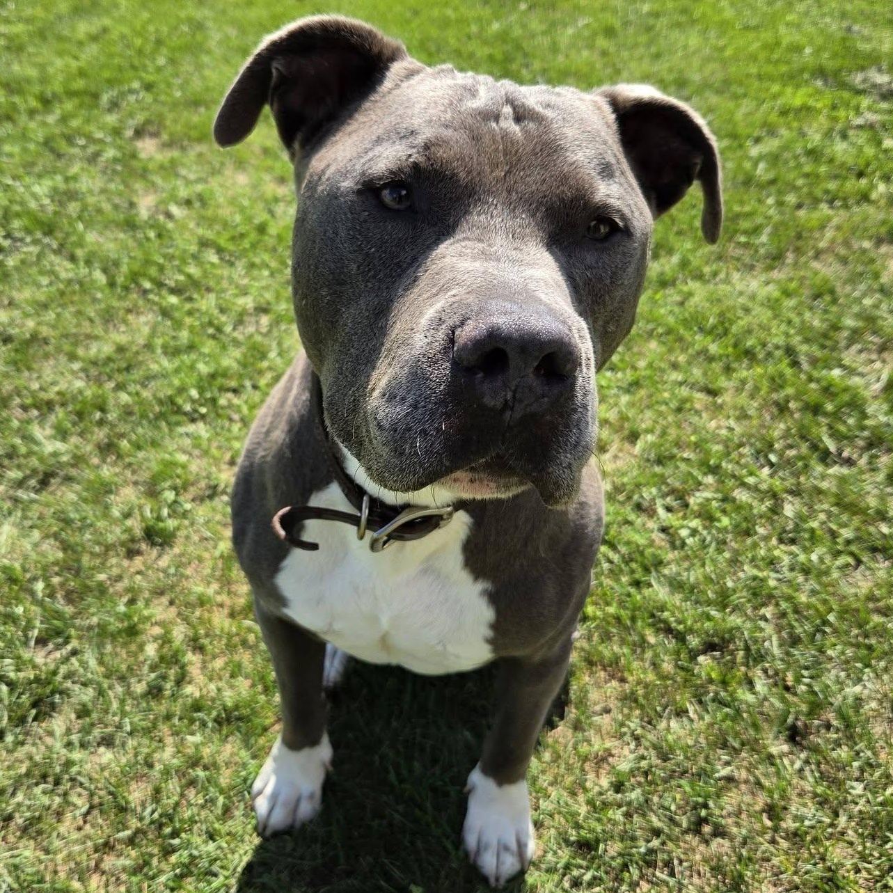 Ruckus, Adoptable, Adult Male Pit Bull Terrier.