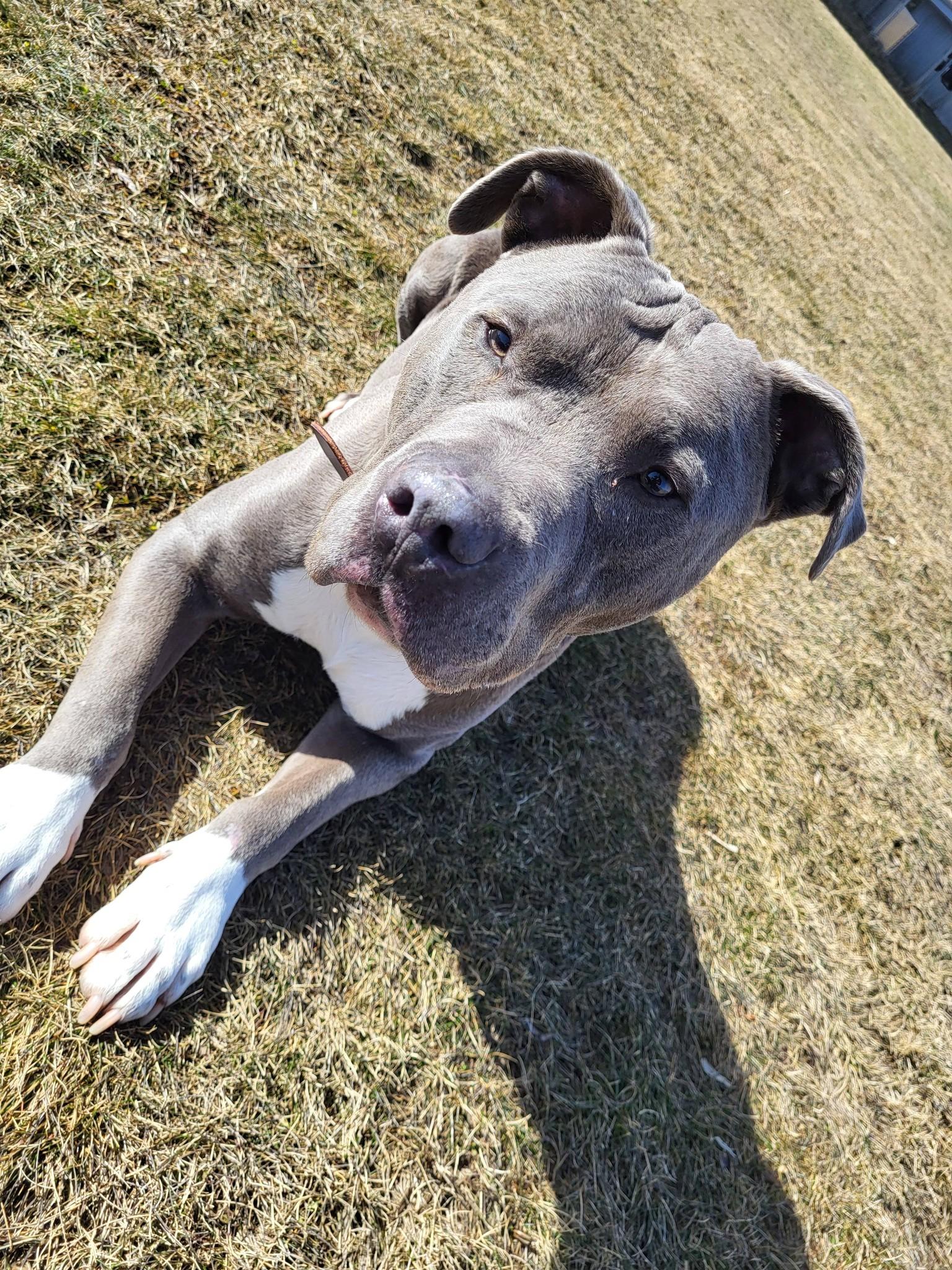 Enlarge Ruckus, a ADOPTABLE Pit Bull Terrier in Chilton, WI image 6/6