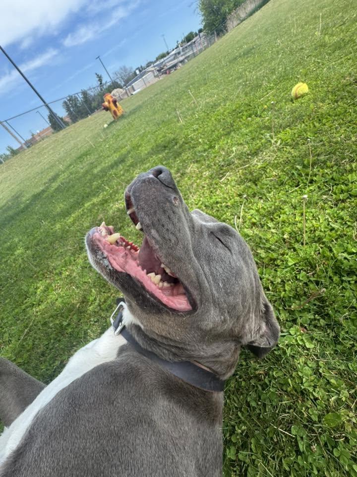 Ruckus, a ADOPTABLE Pit Bull Terrier in Chilton, WI image 6/6
