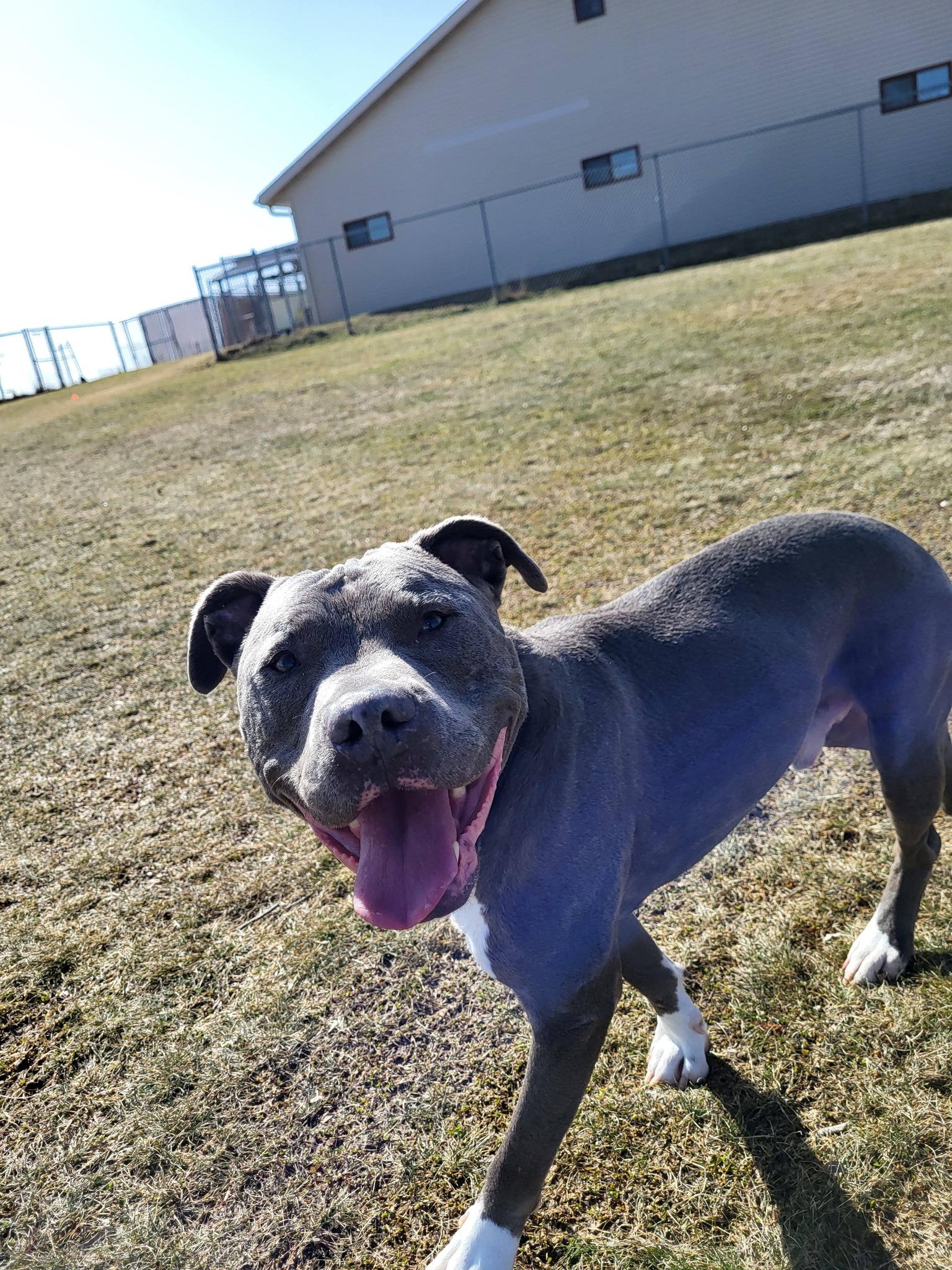 Enlarge Ruckus, a ADOPTABLE Pit Bull Terrier in Chilton, WI image 3/6