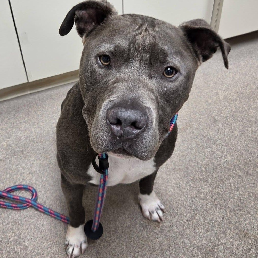 Ruckus, ADOPTABLE, Adult Male Pit Bull Terrier.