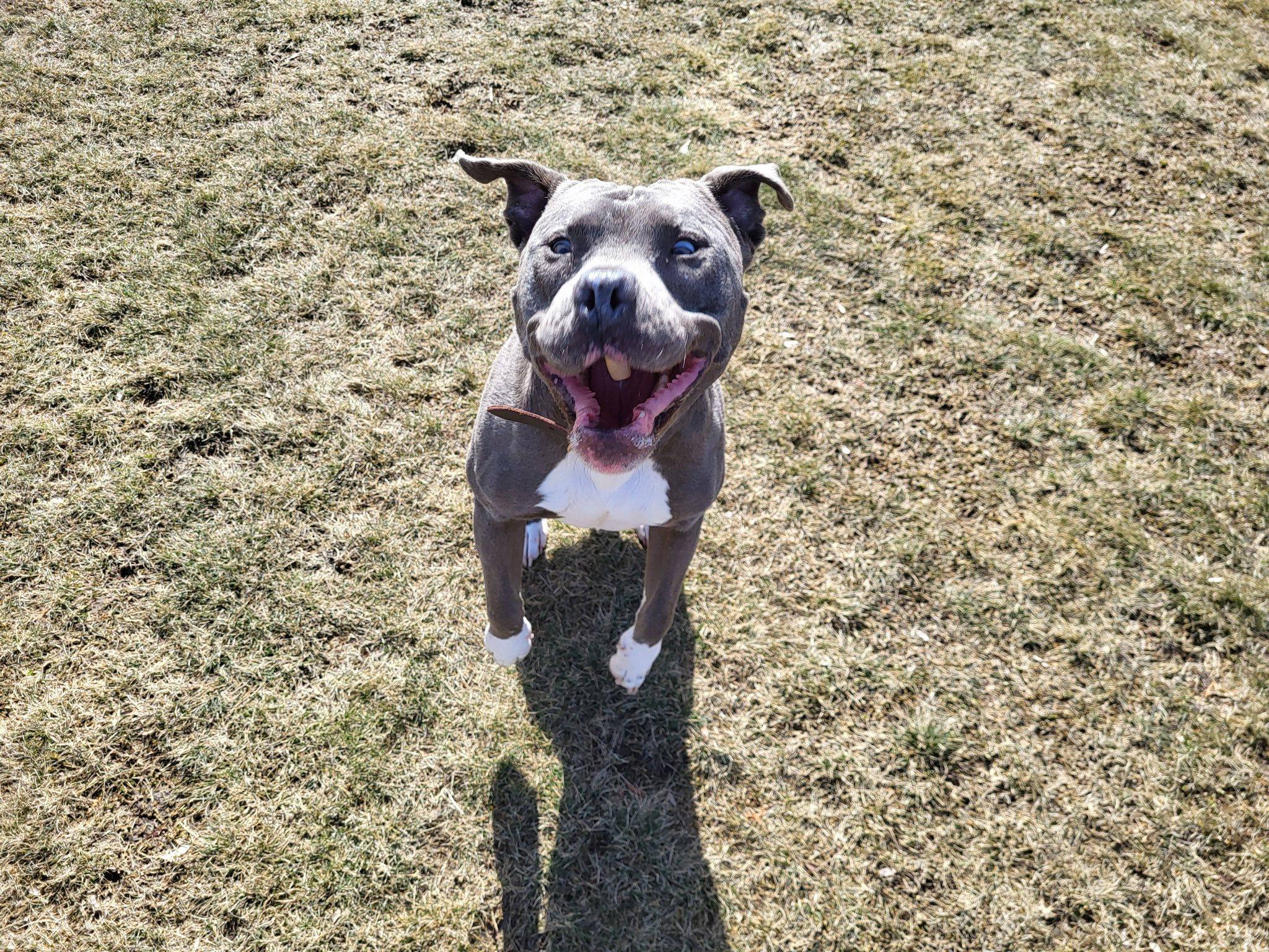 Enlarge Ruckus, a ADOPTABLE Pit Bull Terrier in Chilton, WI image 2/6