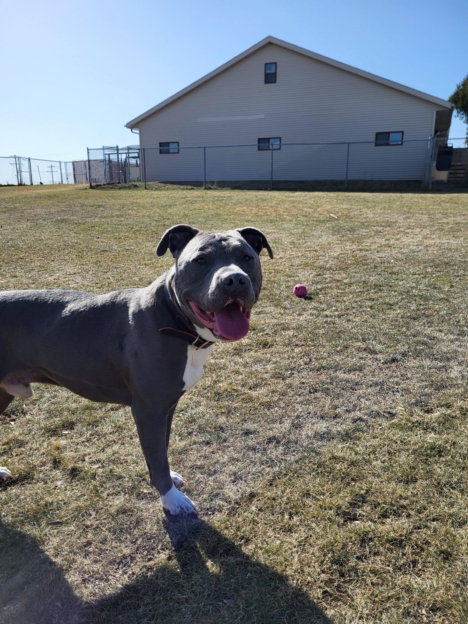Enlarge Ruckus, a ADOPTABLE Pit Bull Terrier in Chilton, WI image 4/6