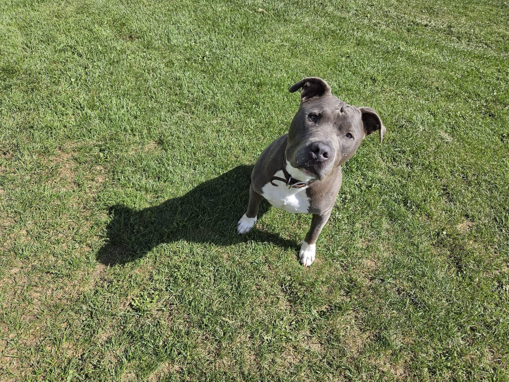 Enlarge Ruckus, a Adoptable Pit Bull Terrier in Chilton, WI image 6/6