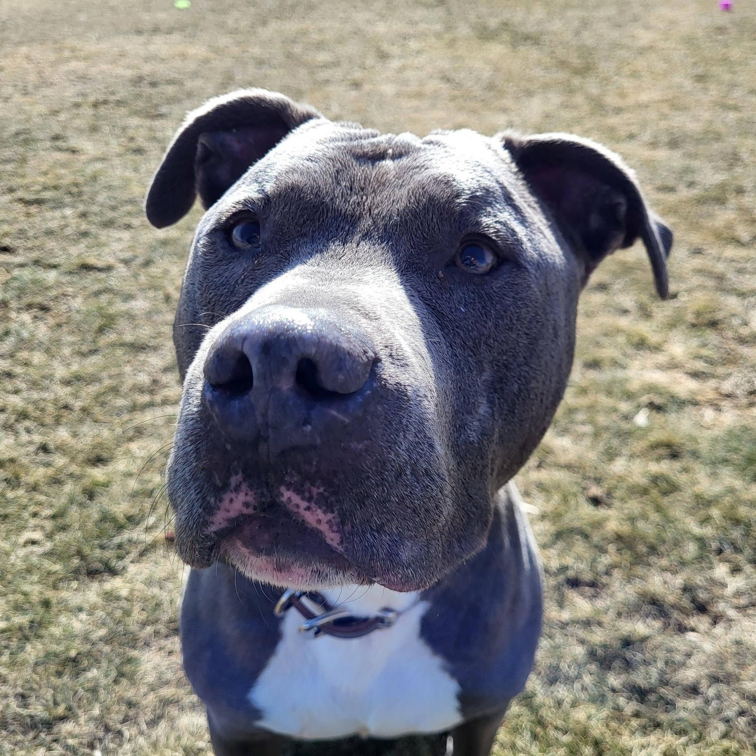 Enlarge Ruckus, a ADOPTABLE Pit Bull Terrier in Chilton, WI image 1/6