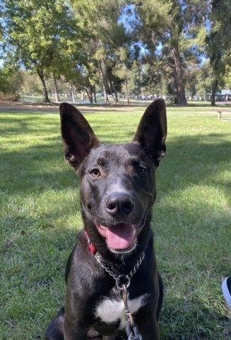 Loki, a Adoptable Labrador Retriever in San Diego, CA image 1/3