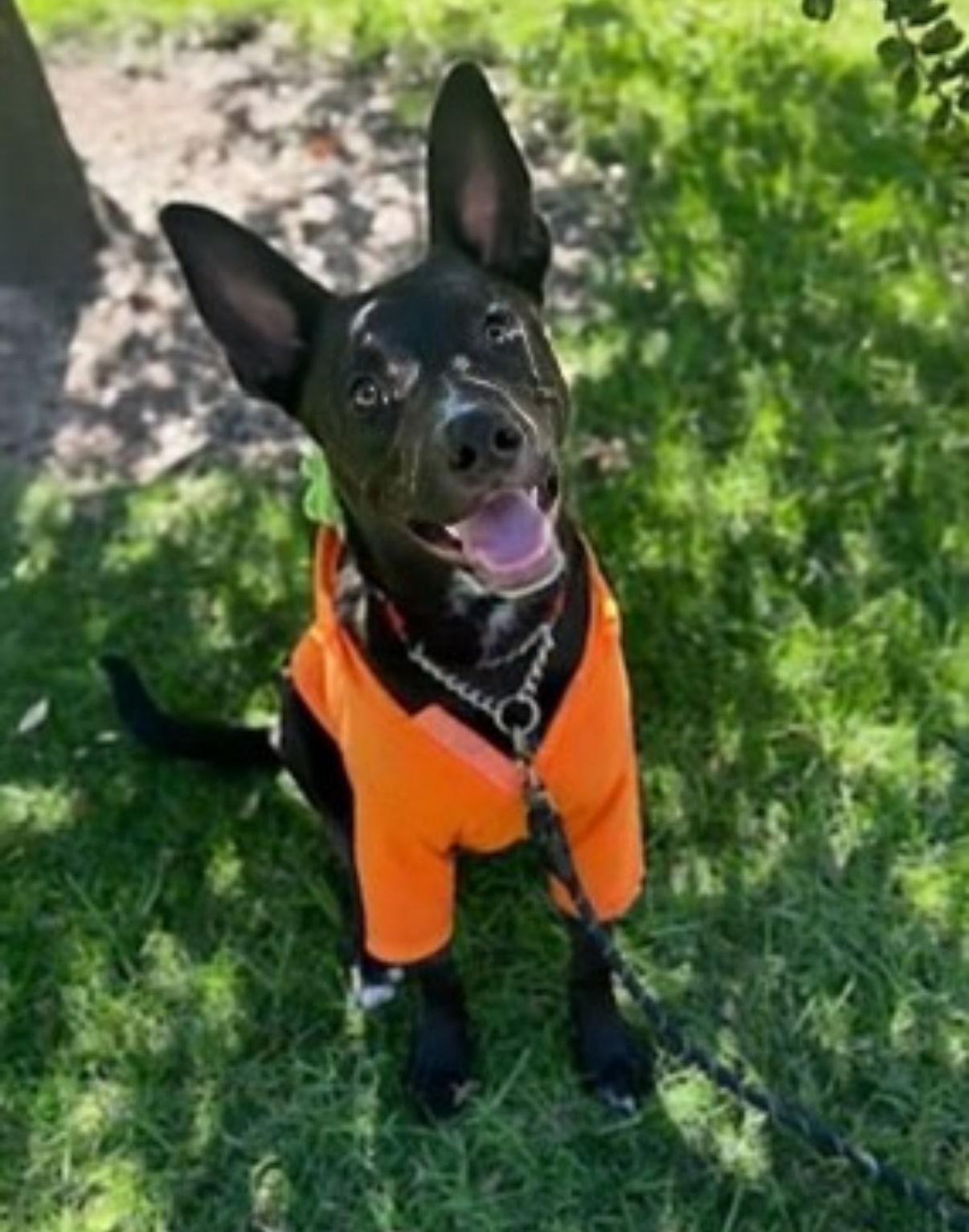 Loki, a Adoptable Labrador Retriever in San Diego, CA image 2/3
