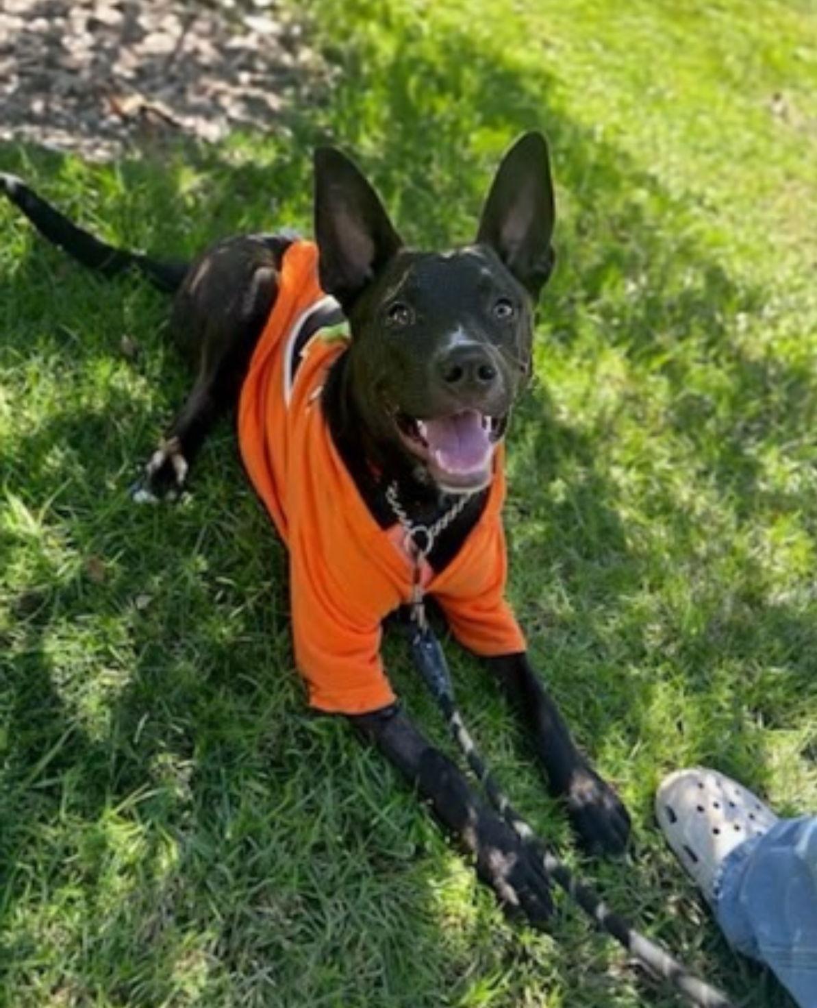 Loki, a Adoptable Labrador Retriever in San Diego, CA image 3/3