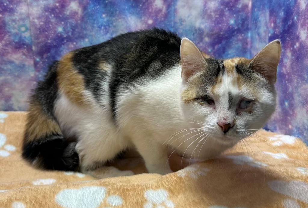 Bubbles, a Adoptable mixed breed in Washington Court House, OH image 2/2