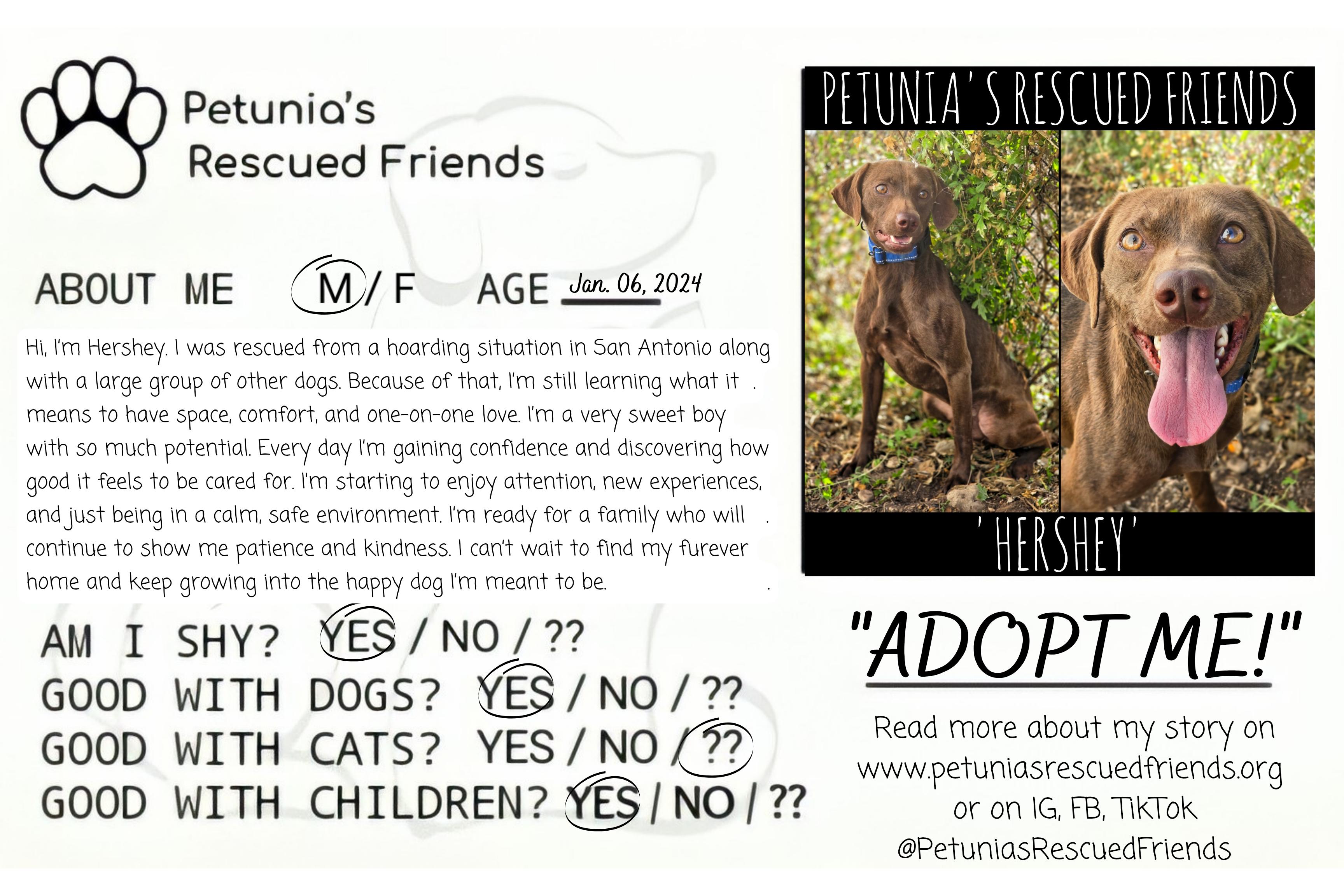 Enlarge Hershey, a Adoptable mixed breed in Castroville, TX image 2/2
