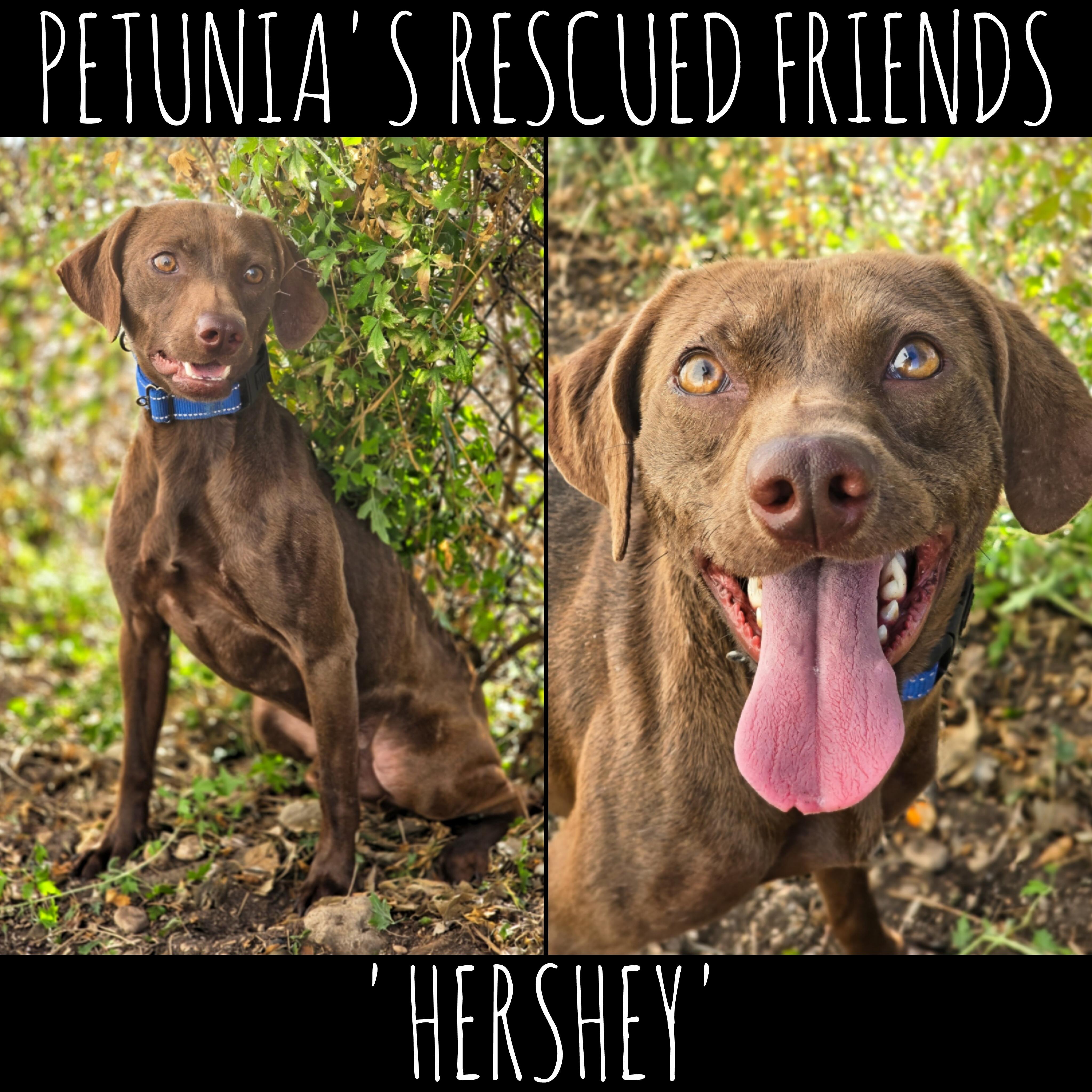 Hershey, Adoptable, Adult Male Chihuahua & Chocolate Labrador Retriever.