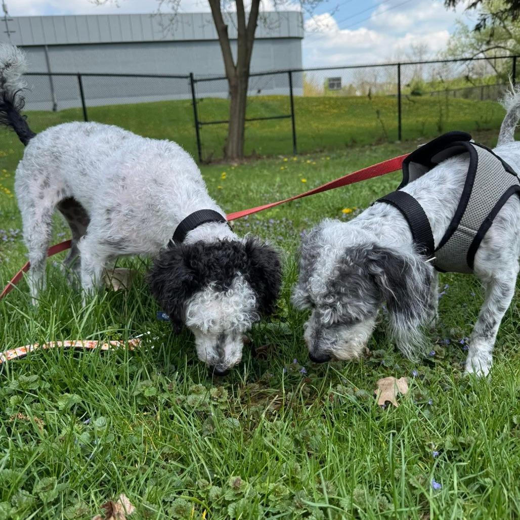 Enlarge Dice (Bonded with Domino), a Adoptable Mixed Breed in Naperville, IL image 1/3