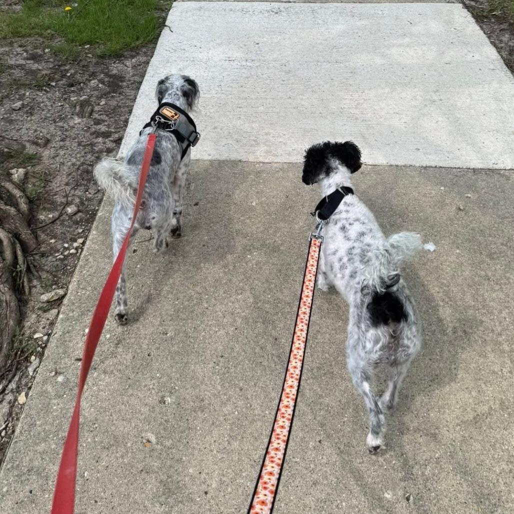 Enlarge Dice (Bonded with Domino), a Adoptable Mixed Breed in Naperville, IL image 2/3