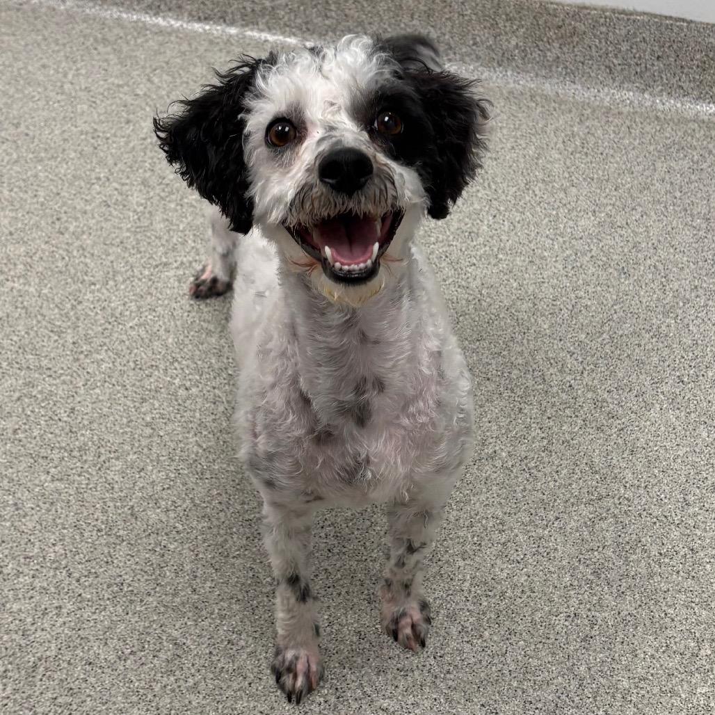 Enlarge Dice (Bonded with Domino), a Adoptable Mixed Breed in Naperville, IL image 3/3
