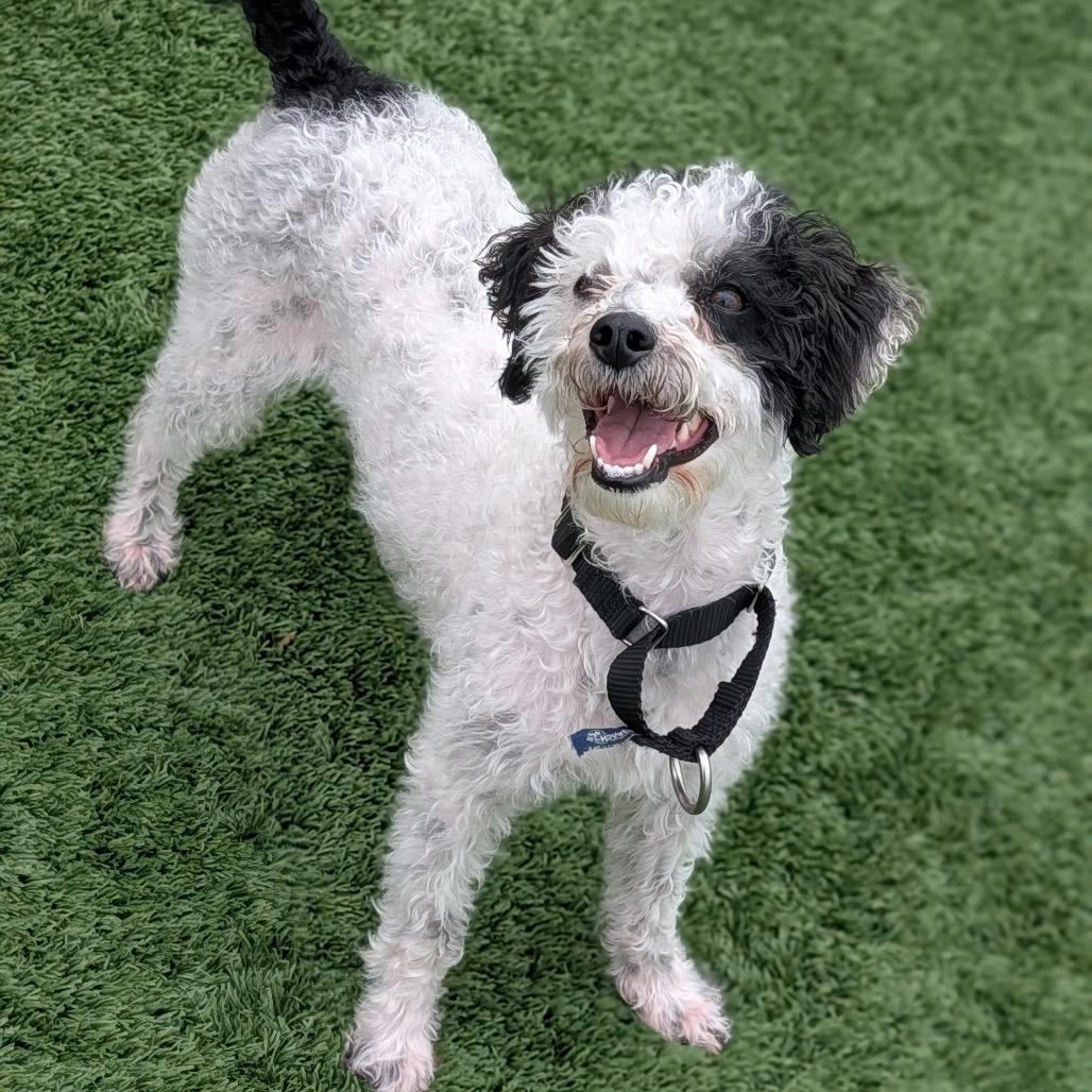 Dice, a Adoptable Mixed Breed in Naperville, IL image 4/4