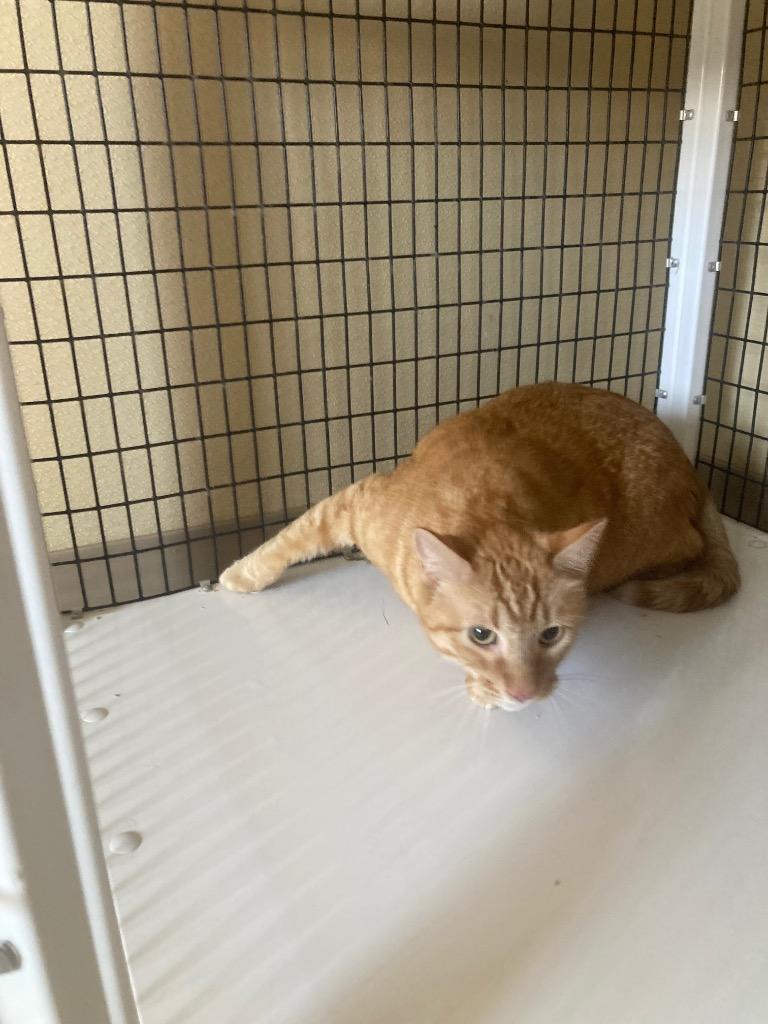 Sunny, a Adoptable mixed breed in Green River, WY image 1/3