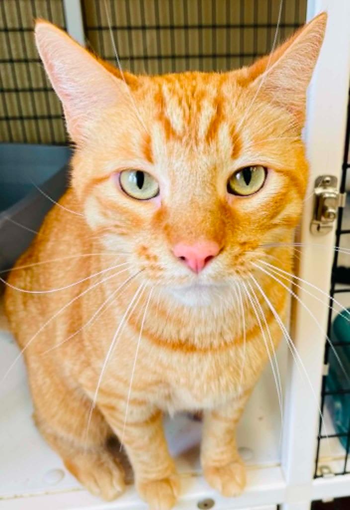 Enlarge Sunny, a Adoptable mixed breed in Green River, WY image 4/5