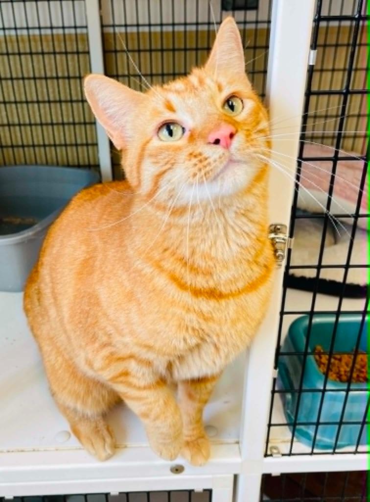 Enlarge Sunny, a Adoptable mixed breed in Green River, WY image 5/5