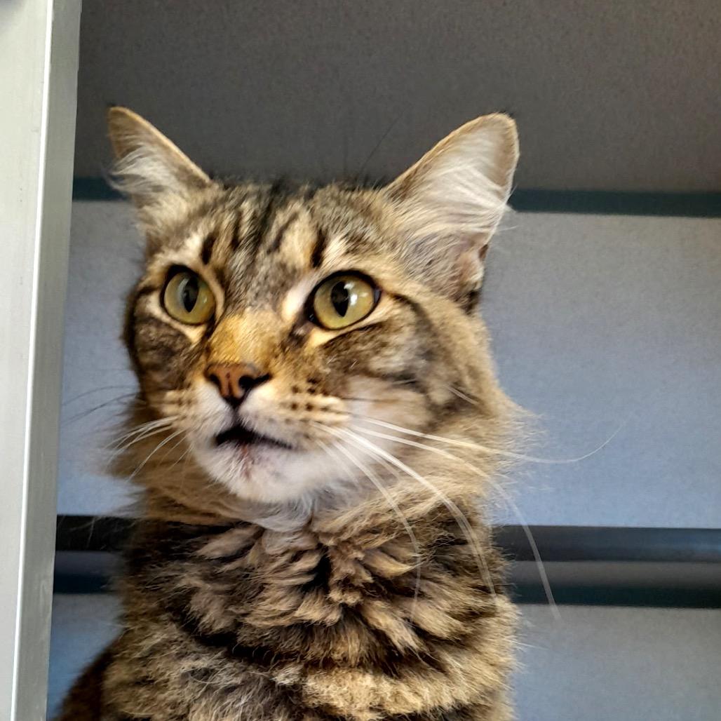 Rosie, Adoptable, Adult Female Domestic Medium Hair.