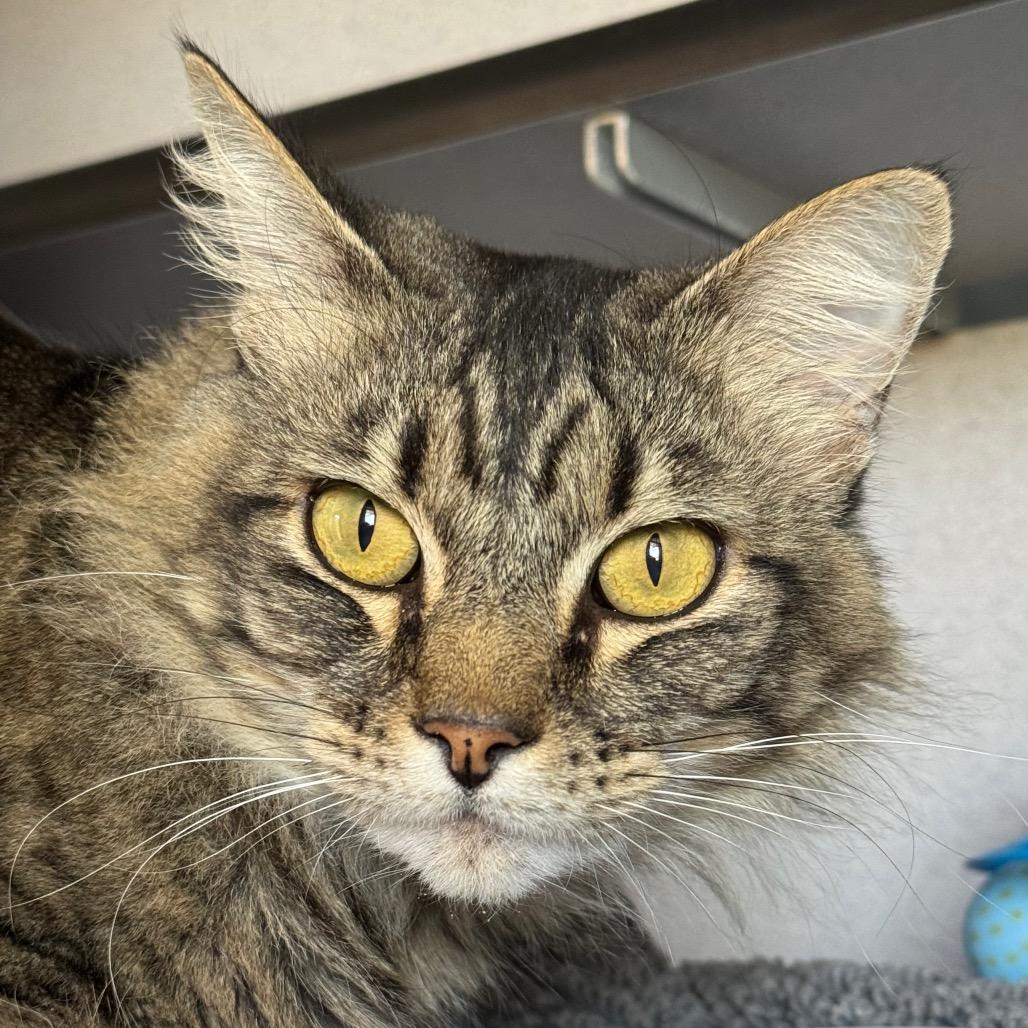 Enlarge Rosie, a Adoptable Domestic Medium Hair in Santa Barbara, CA image 2/5
