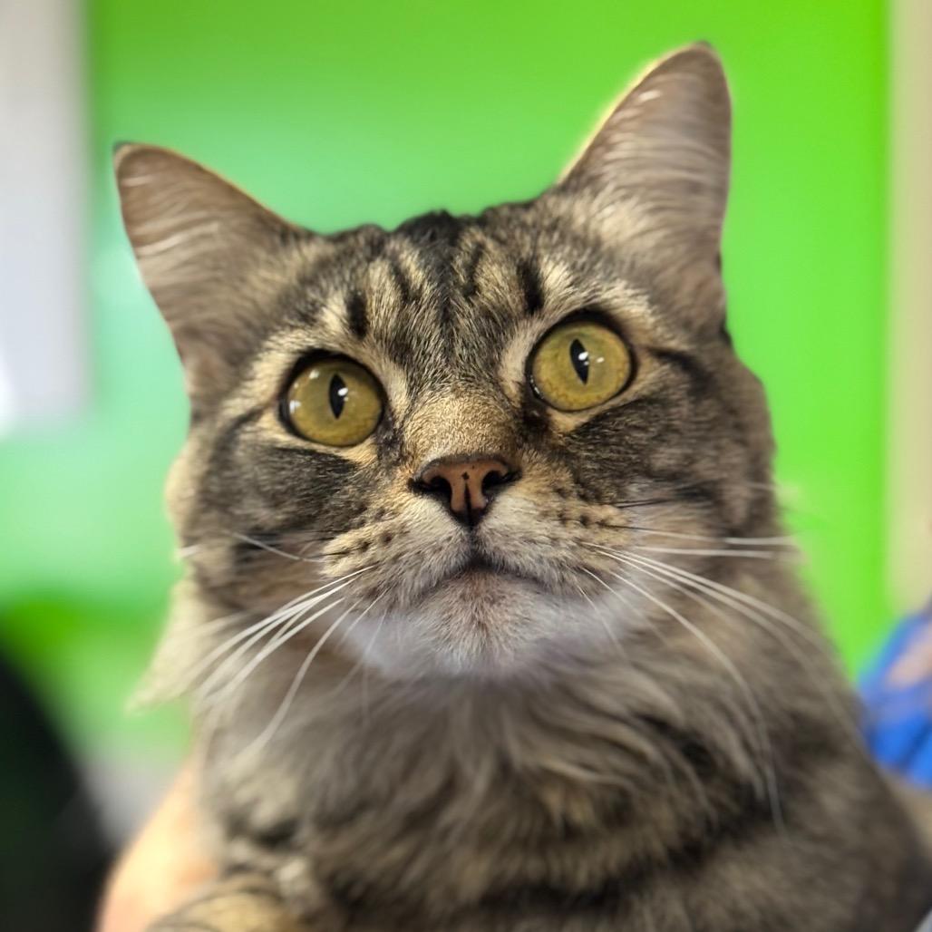 Enlarge Rosie, a Adoptable Domestic Medium Hair in Santa Barbara, CA image 3/5