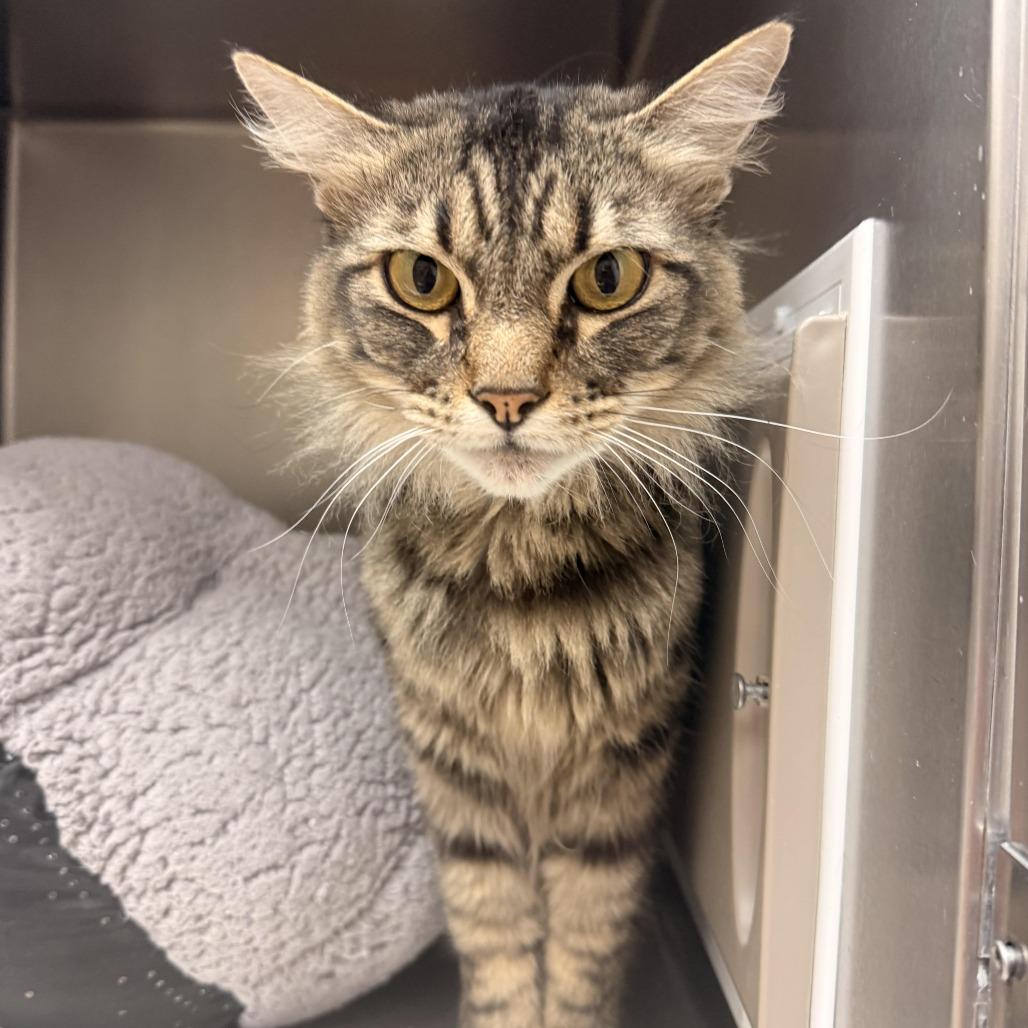 Enlarge Rosie, a Adoptable Domestic Medium Hair in Santa Barbara, CA image 4/5