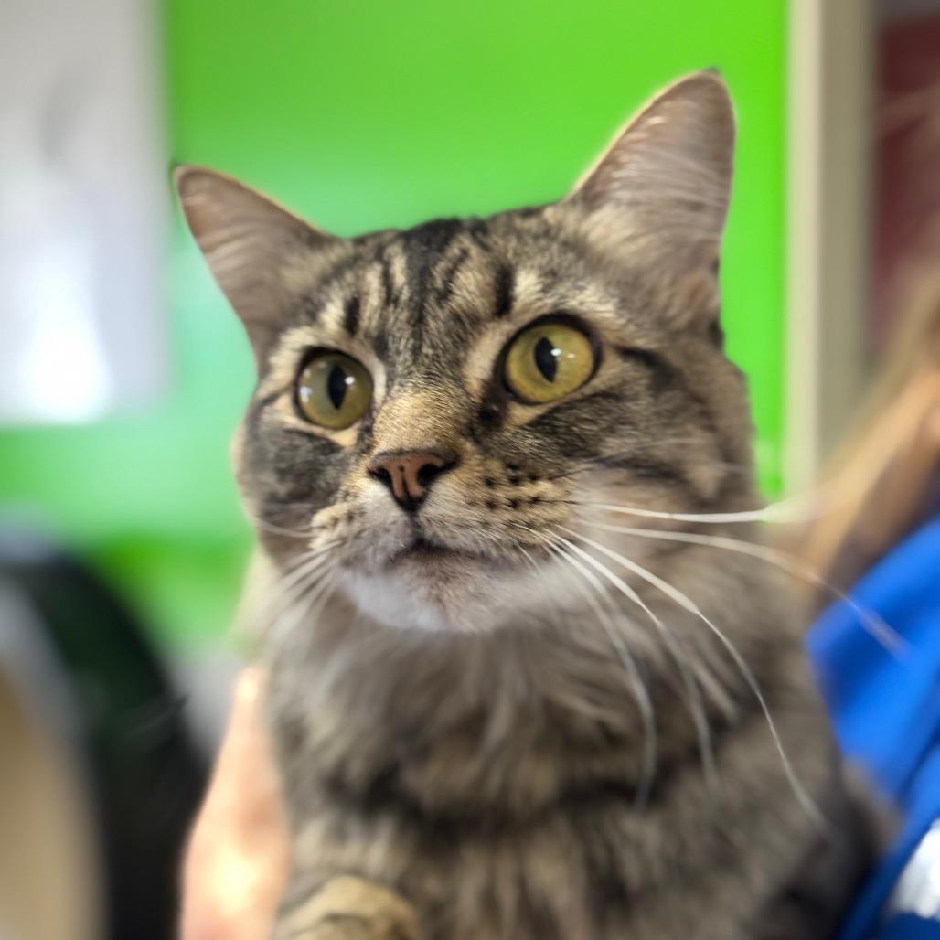 Enlarge Rosie, a Adoptable Domestic Medium Hair in Santa Barbara, CA image 5/5