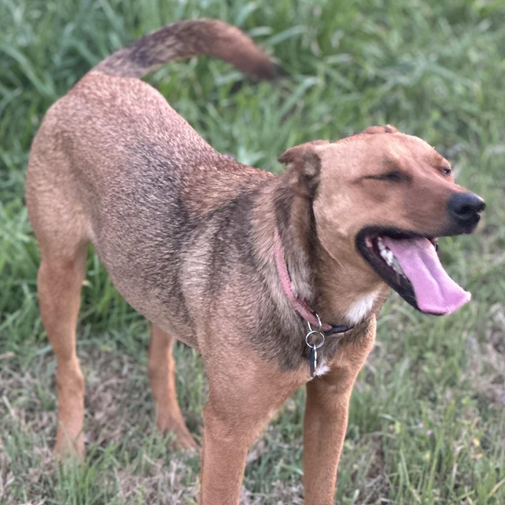 Rachel, adopted, Young Female Terrier.