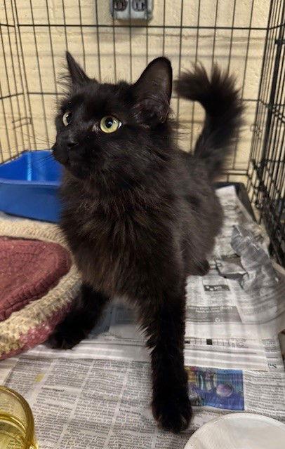 Dava, Adopted, Young Male Domestic Long Hair.