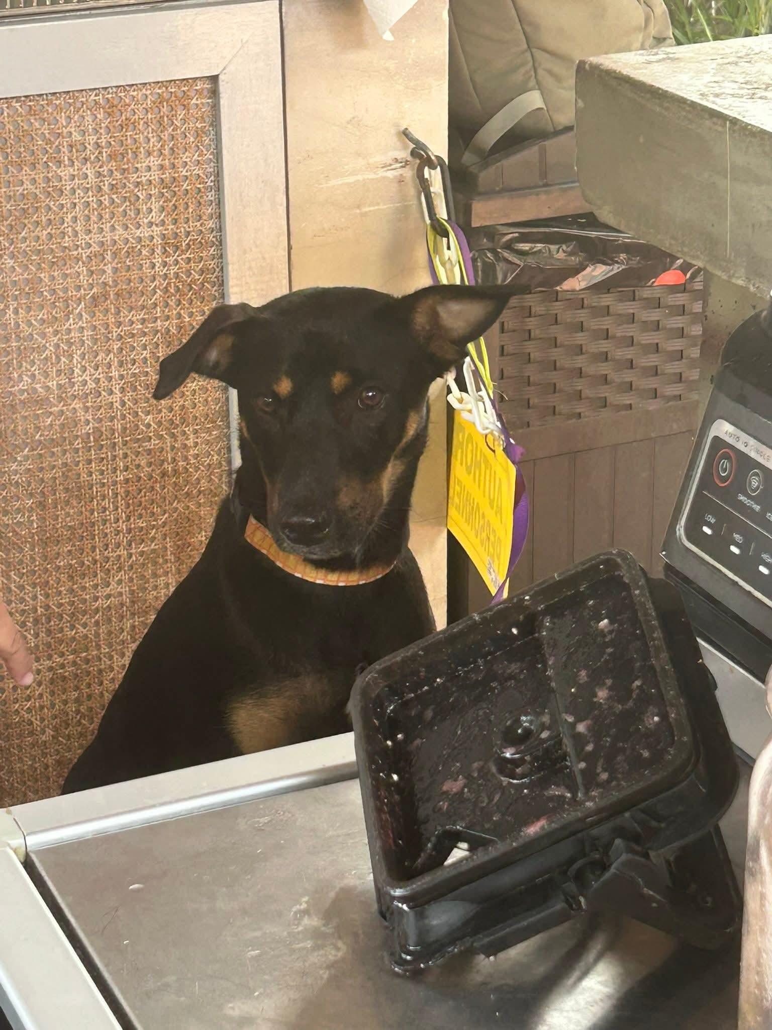 Enlarge Rosie, a Adoptable Mixed Breed in Annapolis, MD image 5/5