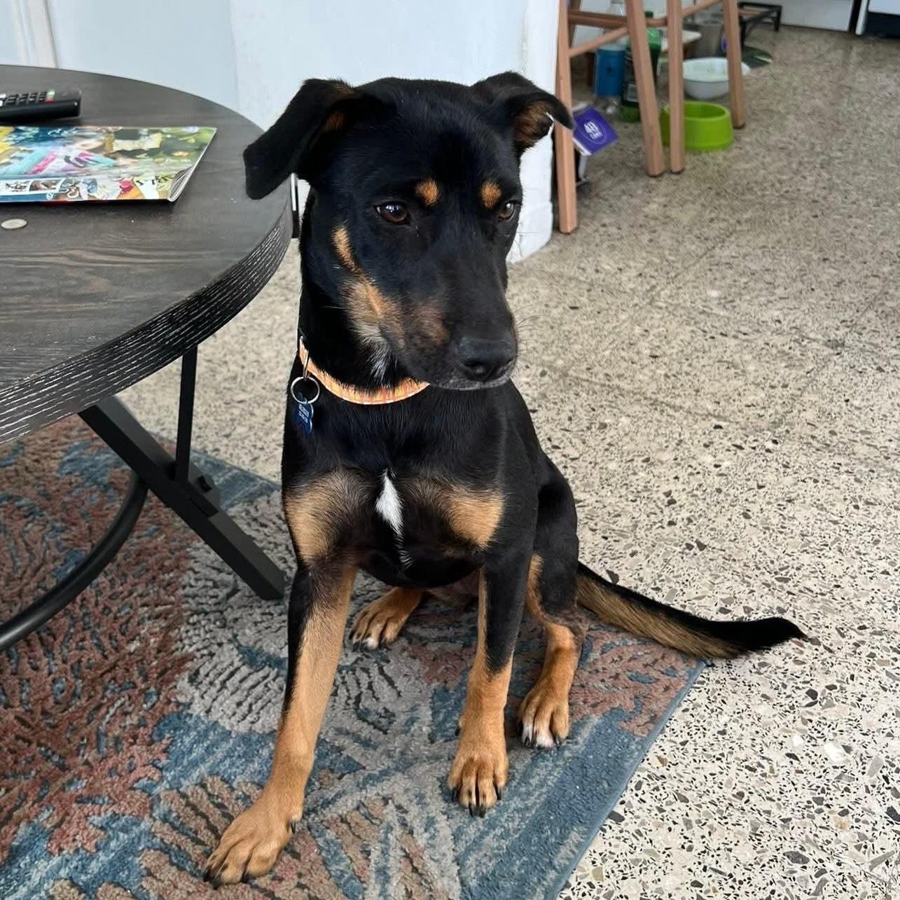 Enlarge Rosie, a Adoptable Mixed Breed in Annapolis, MD image 2/5