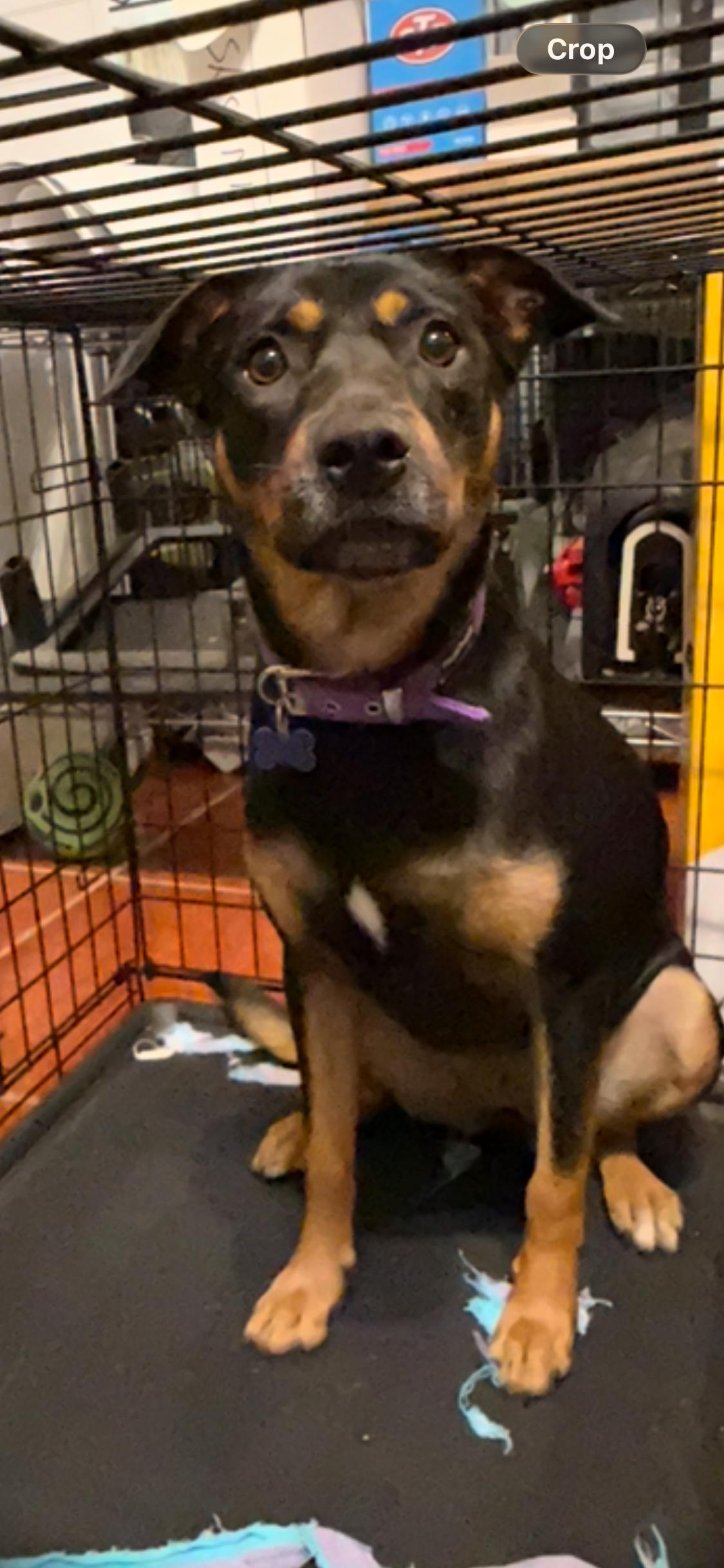 Enlarge Rosie, a Adoptable Mixed Breed in Annapolis, MD image 3/5