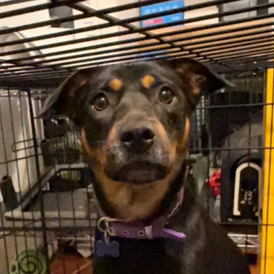 Enlarge Rosie, a Adoptable Mixed Breed in Annapolis, MD image 1/5