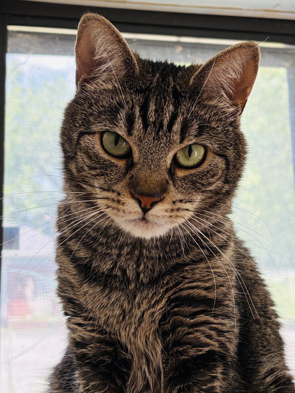 Abby Tabby, Adoptable, Adult Female Domestic Short Hair.