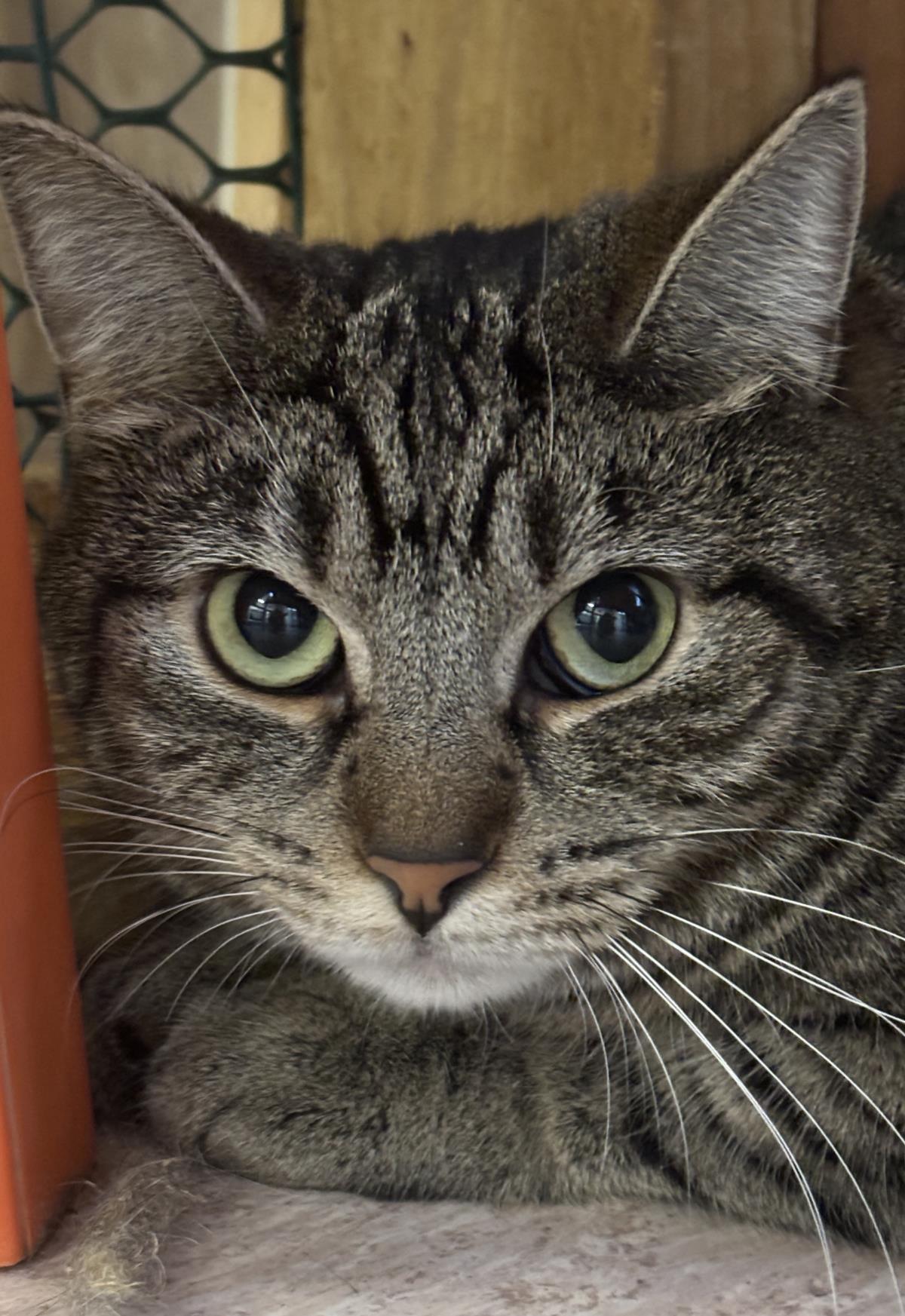 Enlarge Abby Tabby, a Adoptable mixed breed in Beacon, NY image 1/1