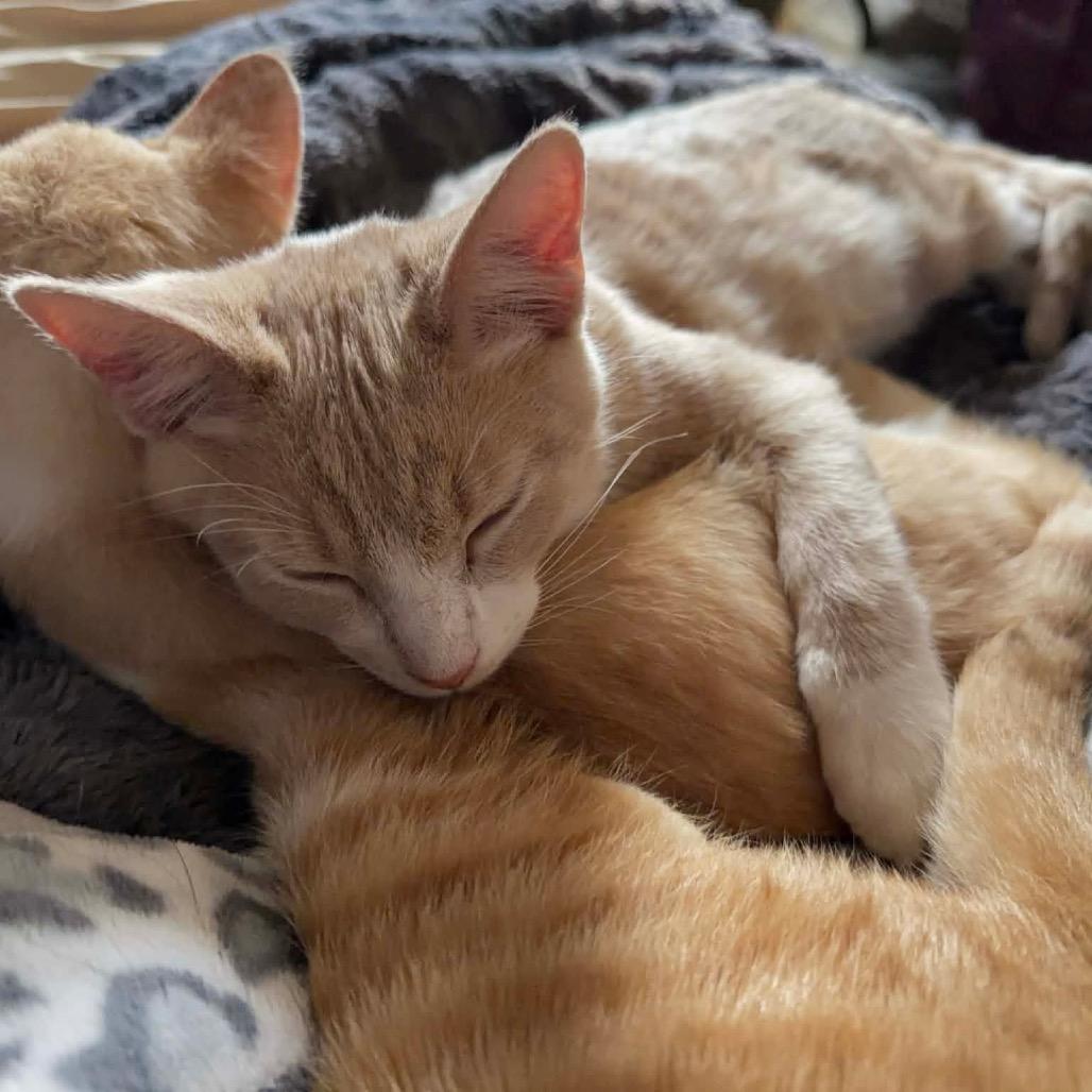 Enlarge Bitsy, a Adoptable Domestic Short Hair in Pekin, IL image 1/2