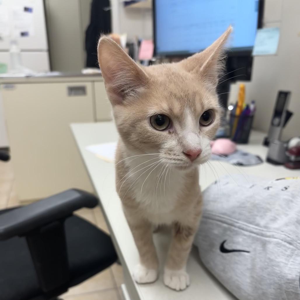 Enlarge Bitsy, a Adoptable Domestic Short Hair in Pekin, IL image 1/1