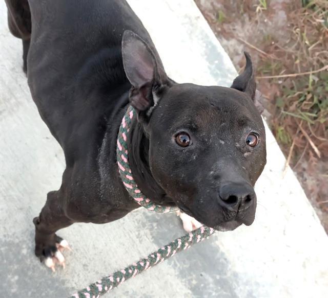 ELIZA THORNBERRY, Adoptable, Adult Female Mixed Breed.