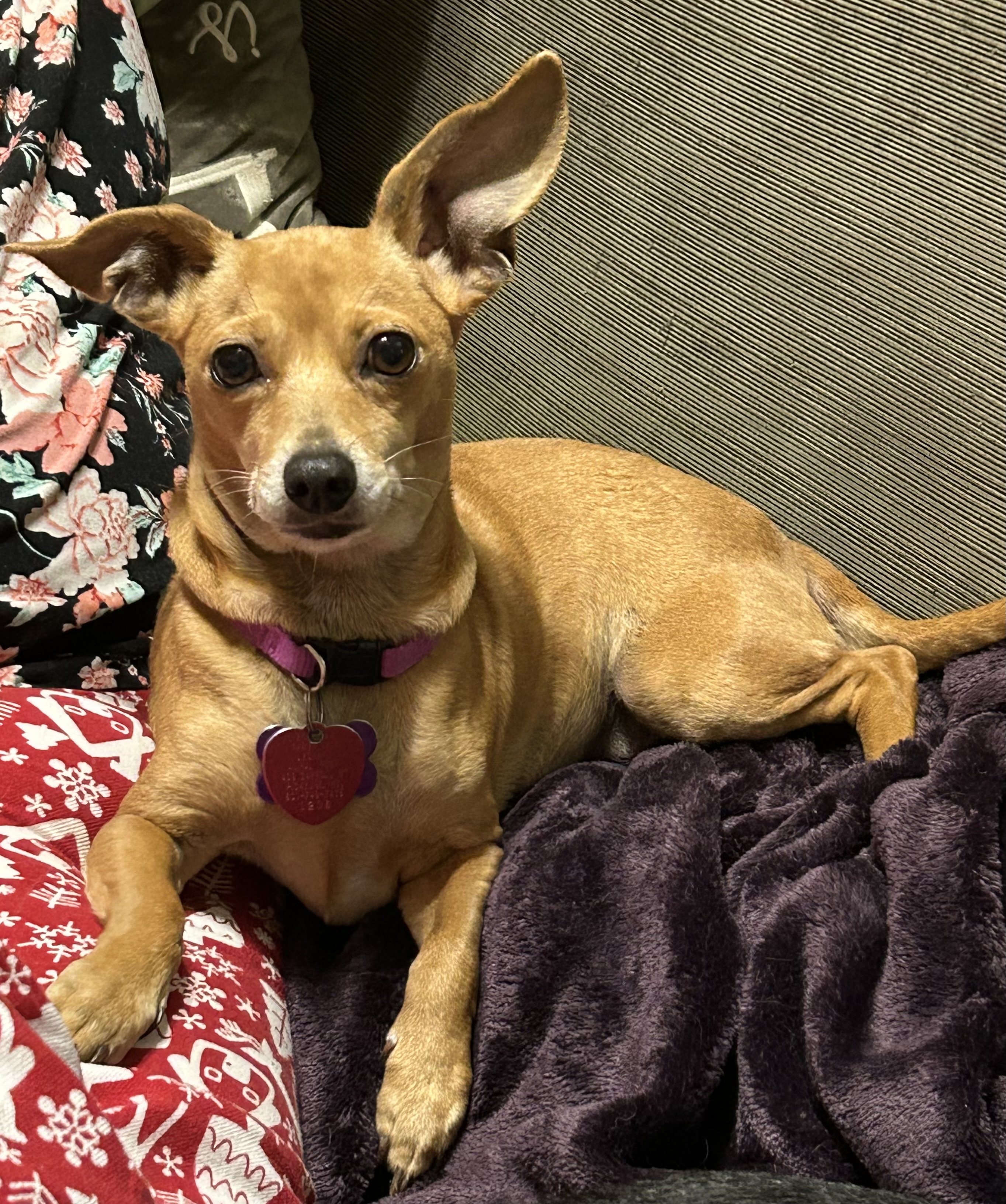 McKinley, Adopted, Senior Female Chihuahua.