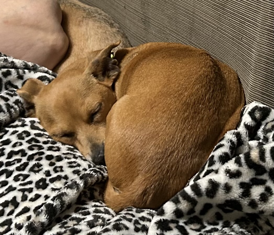 Enlarge McKinley, a Adopted mixed breed in Chalmette, LA image 2/4